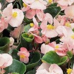 Архив Бегония Амбасадор soft pink (драже)