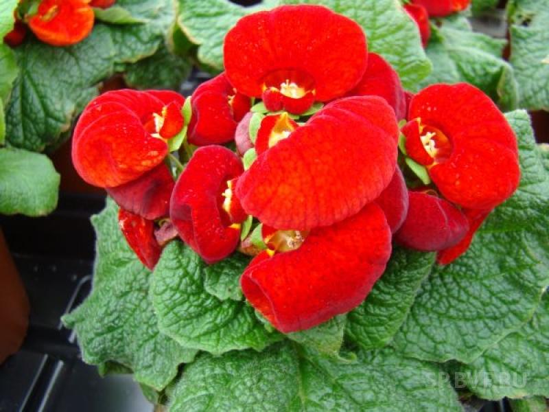 Кальцеолярия ДАИНТИ РЕД (драже)