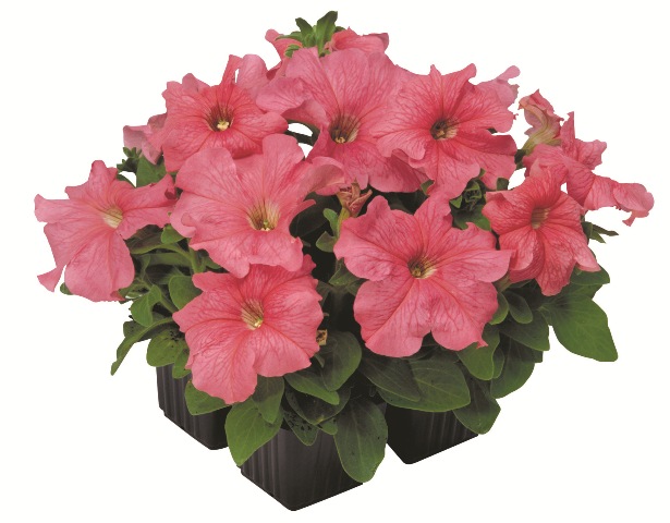 Петуния ИГЛ СЭЛМОН