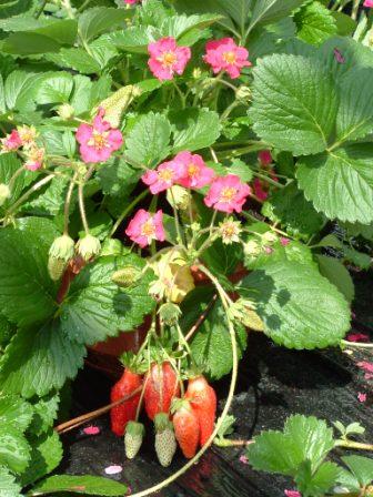 Земляника  С-141 (Тарпан)