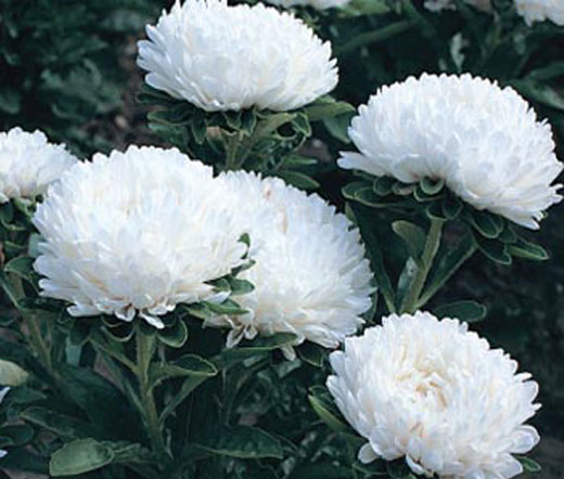 Архив Астра китайская Миледи white