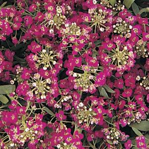 Алиссум ИСТЕР БОНЕТ ДИП РОУЗ