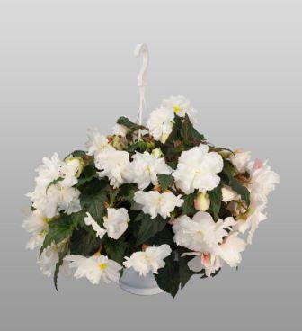 Бегония Нонстоп Джой Мокка white (драже)