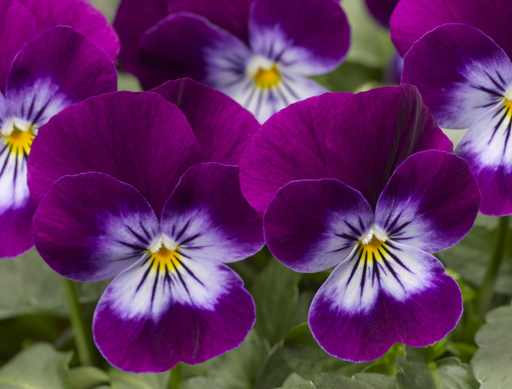 Архив Виола Пенни violet flare
