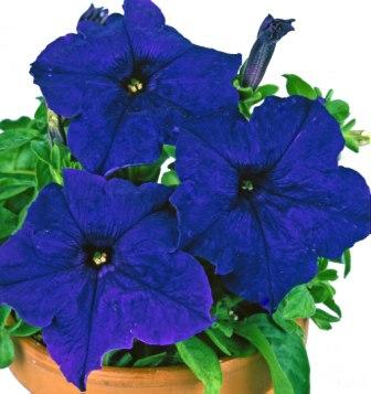 _Петуния Донна blue