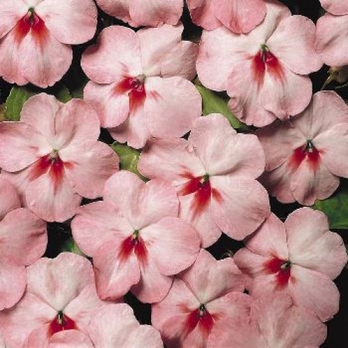 Архив Бальзамин Темпо cherry butterfly