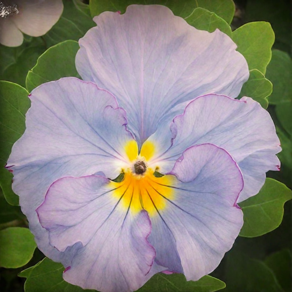 Виола Фламенко paradize