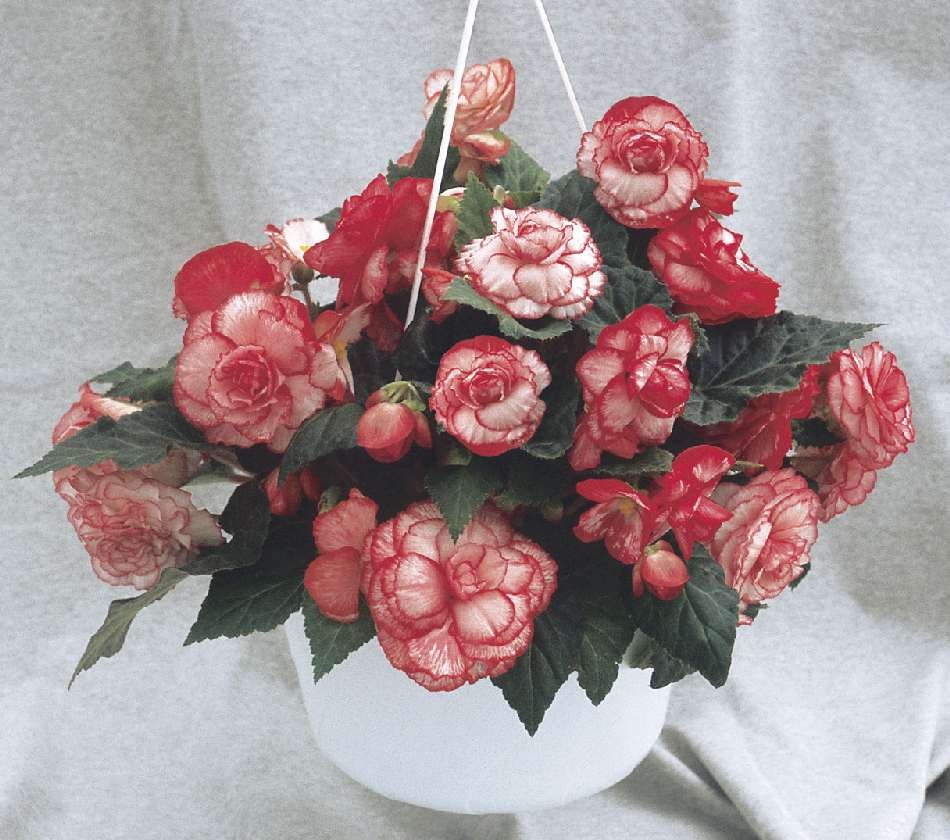 Бегония Нонстоп rose picotee (драже)