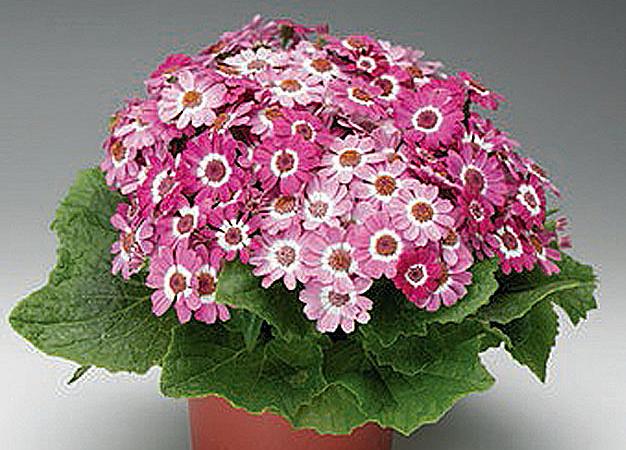_Цинерария Венеция rose with ring