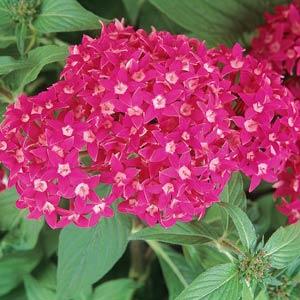Архив Пентас Баттерфляй deep rose (драже)