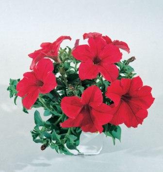 _Петуния Донна scarlet