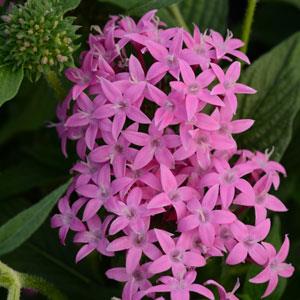 Архив Пентас Баттерфляй orchid (драже)