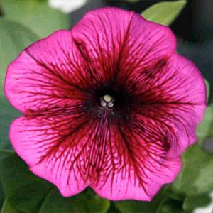 _Петуния Капит plum (драже)