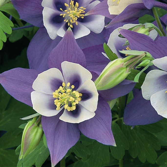 Архив Аквилегия Оригами blue and white