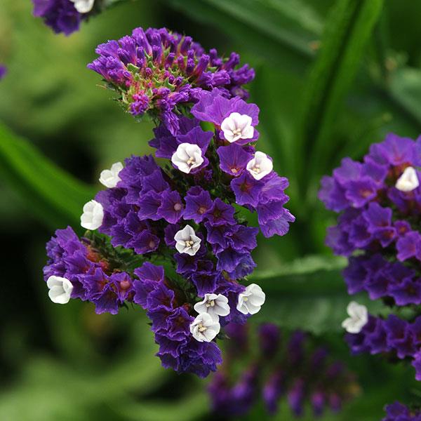 _Лимониум Квис purple