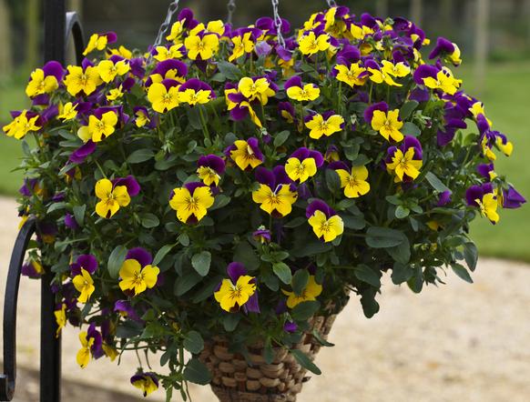 Виола Фрифол purple wing