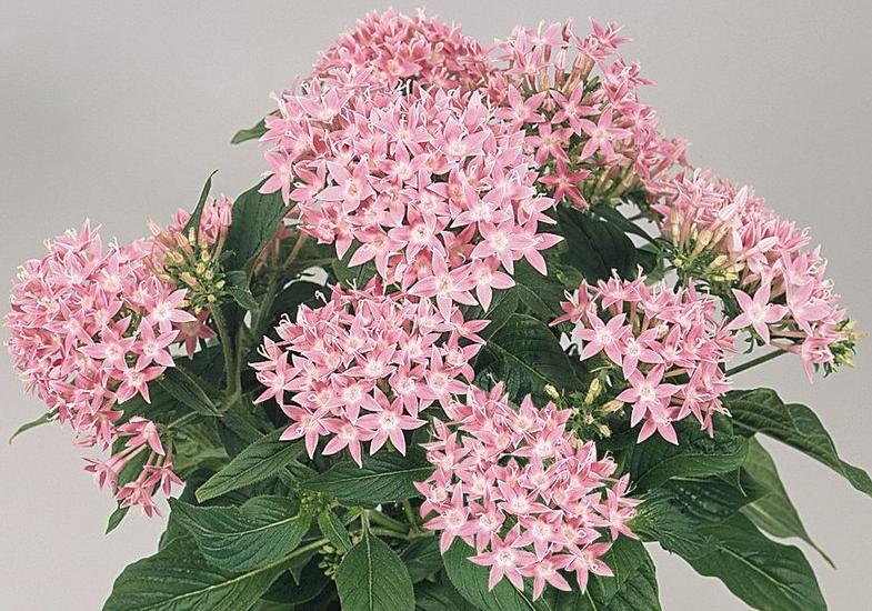 _Пентас ХаниКластер pink (драже)