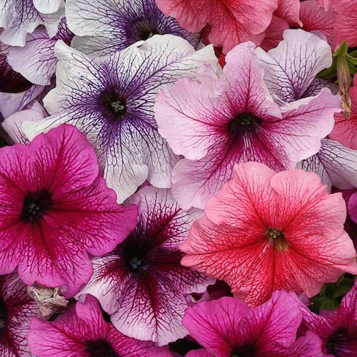 Петуния ТРИТУНИЯ ВЕЙНД МИКС (драже)