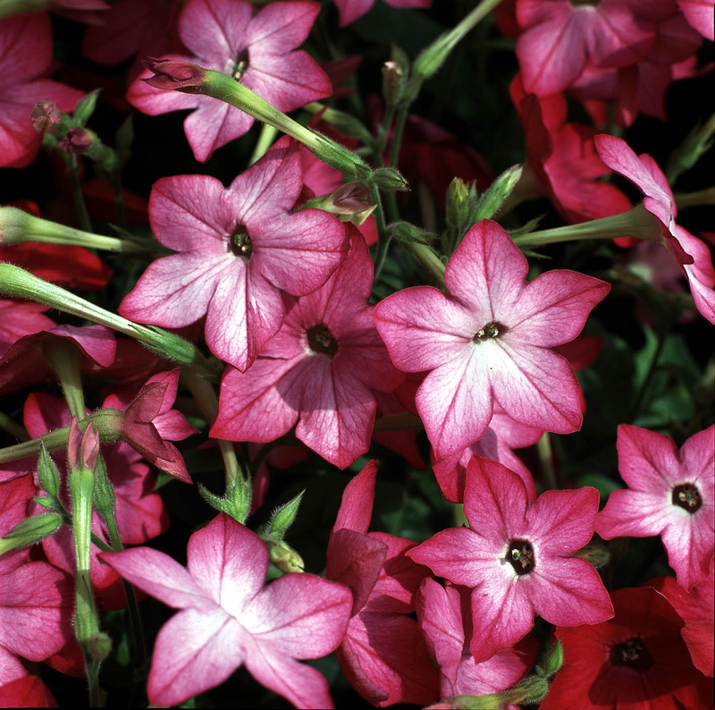 _Табак Авалон pink picotee (драже)