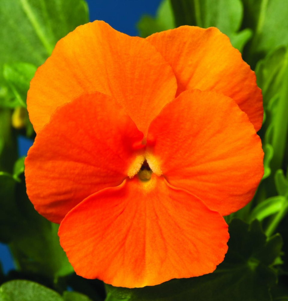 Виола Пенни orange