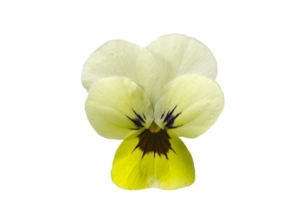 Архив Виола Пенни primrose blotch