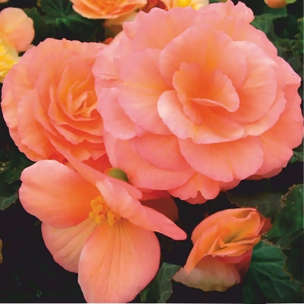 Бегония Фортуна salmon rose (драже)