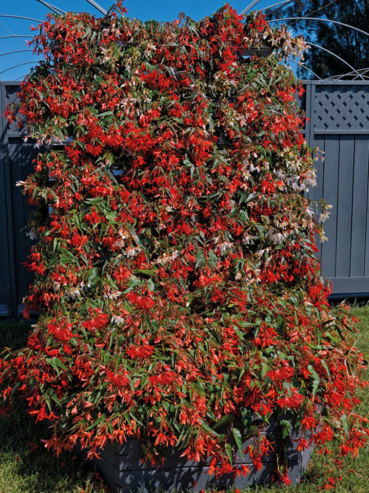 Бегония Сан Ситис mix (драже)