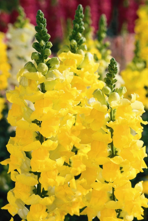 Львиный зев Риббон yellow