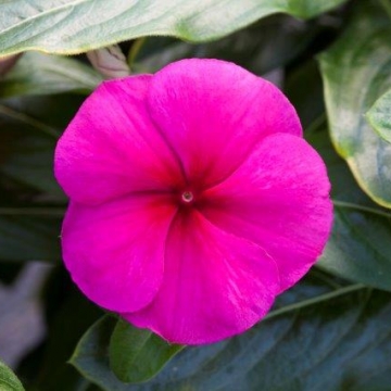 Катарантус (Винка) Блокбастер burgundy