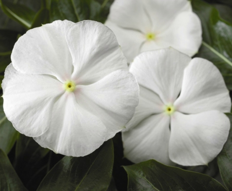 Катарантус (Винка) САНСТОРМ ПЬЮР УАЙТ