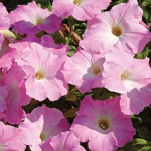 Архив Петуния Изи Вэйв mystic pink (драже)
