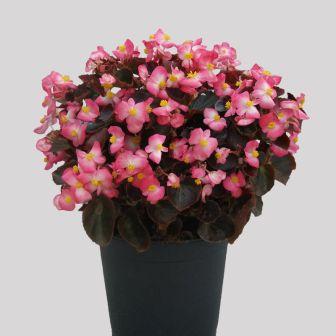 Бегония СЕНАТОР АЙ КЬЮ ЧЕРРИ БЛОССОМ (драже)