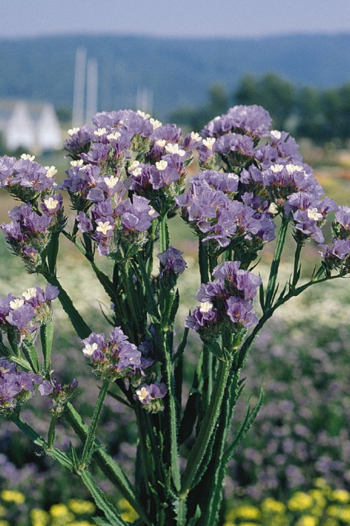 Лимониум Пасифик sky blue