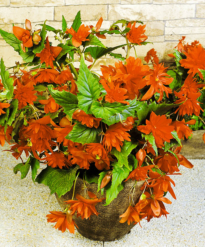 Архив Бегония Шансон медная (драже)