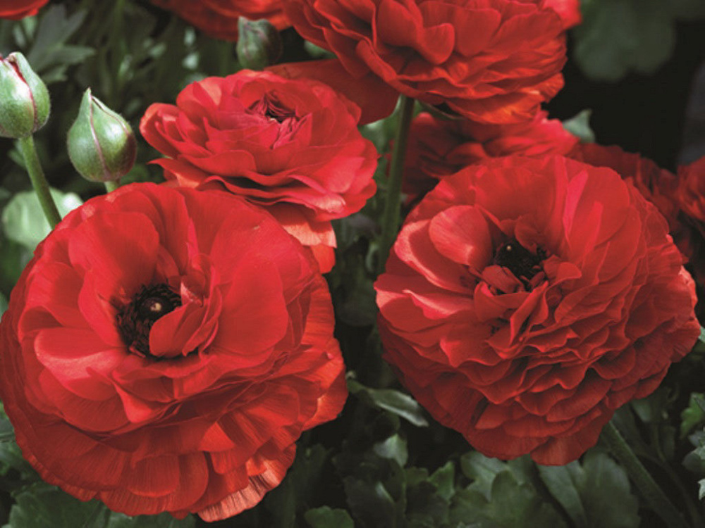 _Ранункулюс Машé red (драже)
