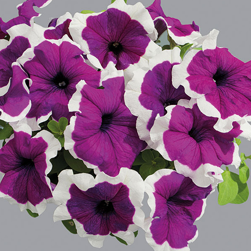 Петуния ЛИМБО GP ВАЙОЛЕТ ПИКОТИ