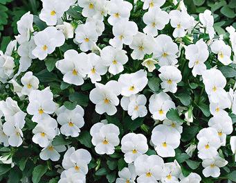 Виола Пенни white