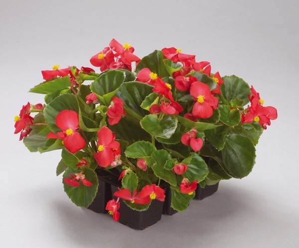Бегония Эмпера red (драже)