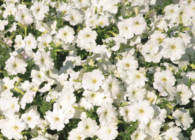 _Петуния Плюш white (драже)