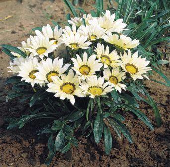 Архив Гацания Мини-Стар white