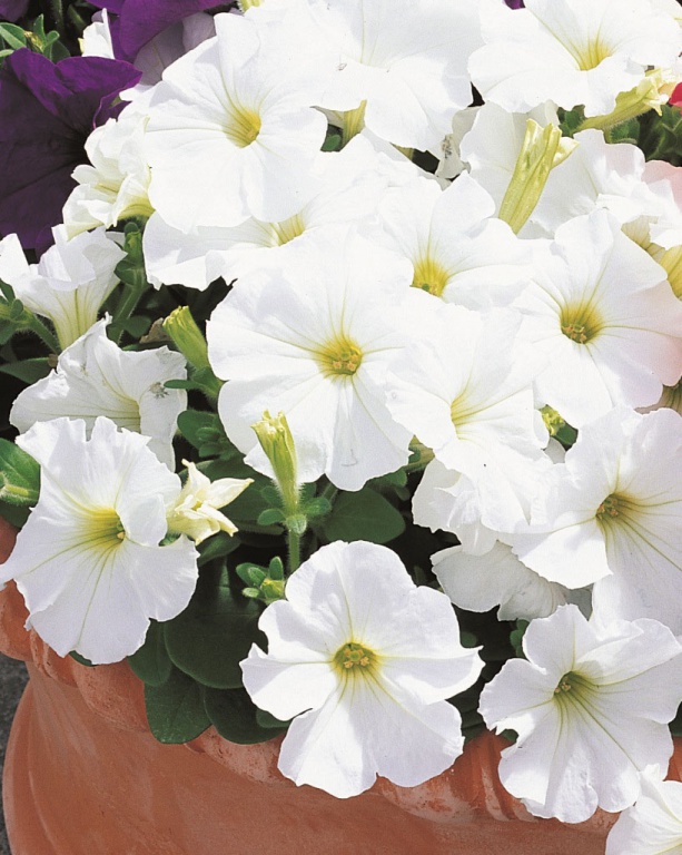 Архив Петуния Прайм Тайм white (драже)