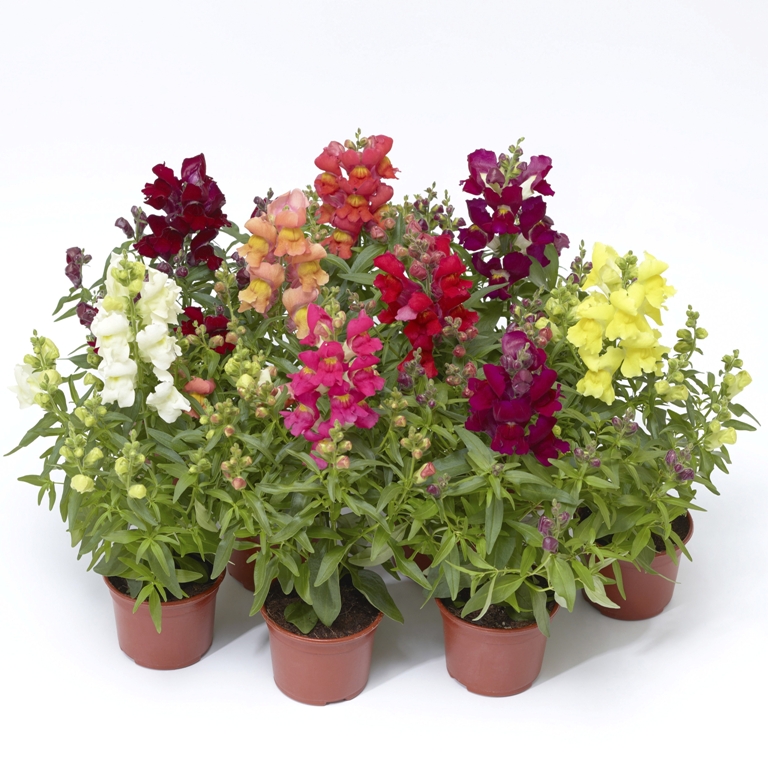 Львиный зев СНЭПТИНИ МИКС