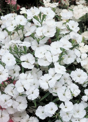 _Гвоздика Чармс white