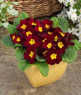 _Примула Данесса burgundy