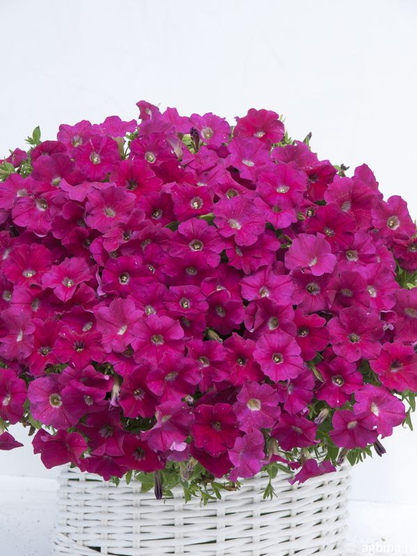Арзив Петуния Вэйв rose (драже)