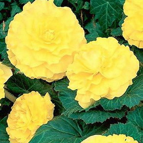 Бегония Амери Хайбрид Раффлд Еллоу (драже)