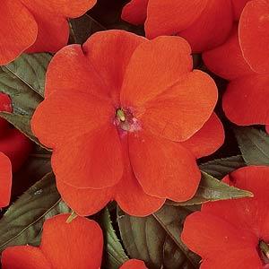 _Бальзамин Дивайн orange