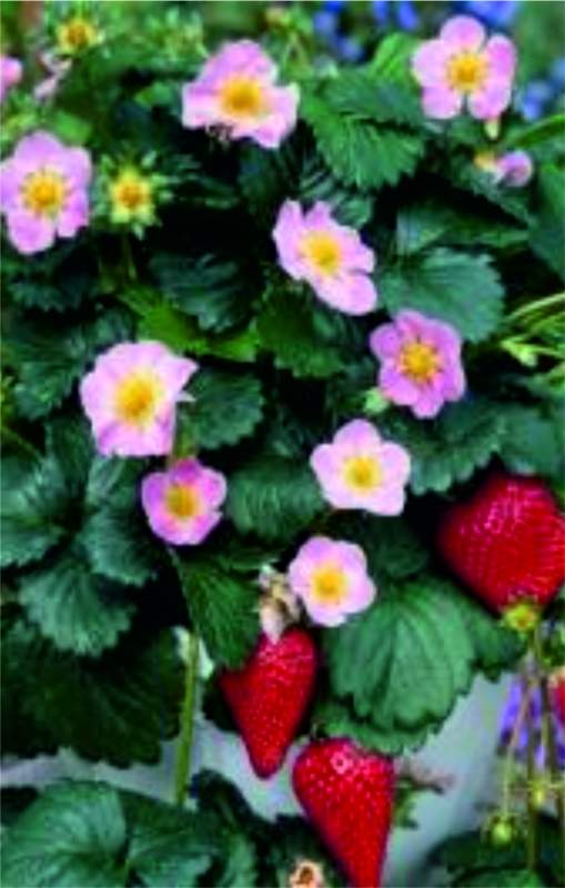 Архив Земляника Всемирный дебют