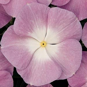 Архив Катарантус (Винка) Титан lavender blue halo