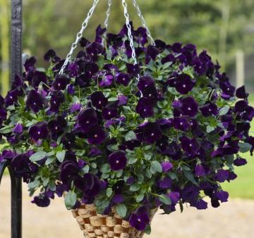 Виола Фрифол deep violet